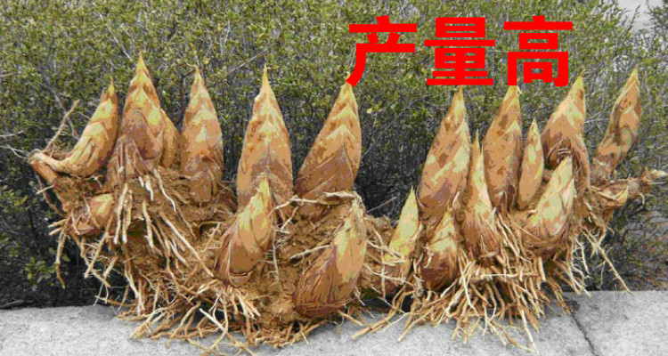 好运马 大楠竹大型楠竹种竹根苗毛竹苗庭院竹子根笋竹四季食用南竹