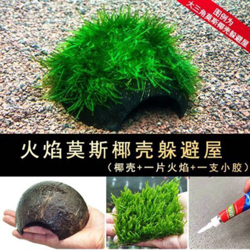 【京】鱼缸装饰造景沉木莫斯养鱼水草散装垂泪慕斯真水草莫丝活水草