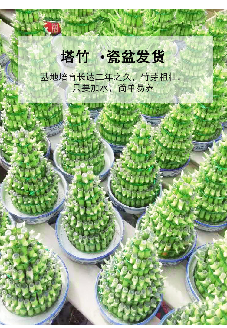 节节高富贵竹塔水培水养植物盆栽竹子转运开运竹发财富贵竹宝塔竹大