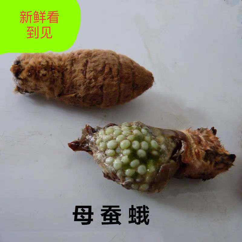 伟博中药材新鲜母蚕蛾带籽柞树蚕蛹蛾生鲜冷冻运输营养食用昆虫100克