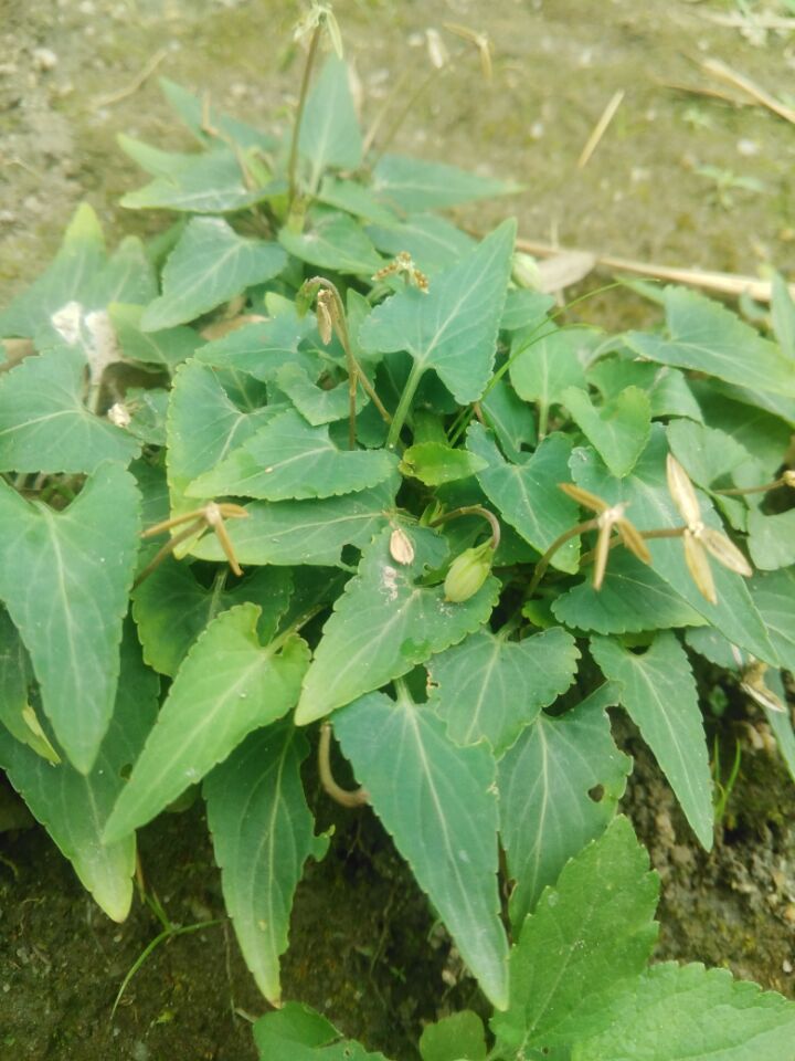 弘盈堂正宗生新鲜犁头草紫花地丁中草药铧头草梨嘴草玉如意草500g