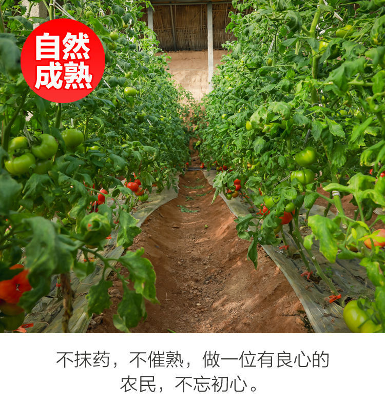 陕西泾阳普罗旺斯水果西红柿番茄现摘水果沙瓤新鲜洋柿子 普通3斤装