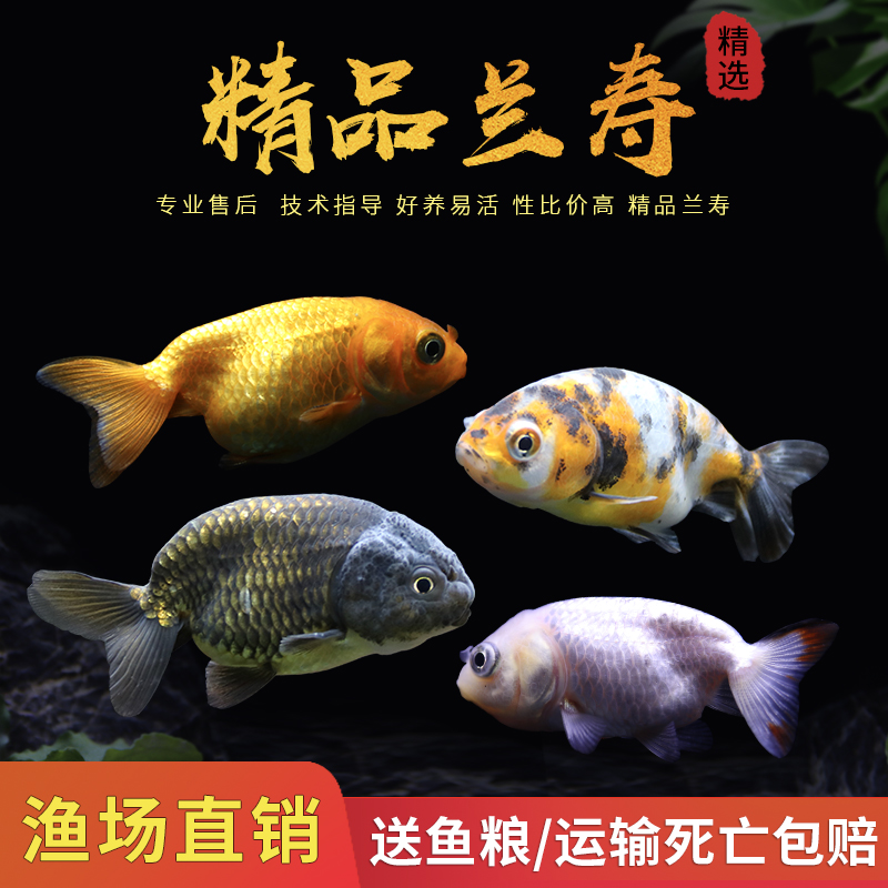 金鱼活鱼兰寿红寿花寿活体冷水鱼小金鱼狮子头兰寿金鱼乳白色