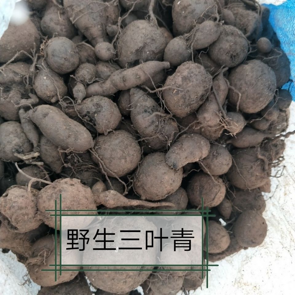 三叶青新鲜中草药金钱吊葫芦蛇附子石老鼠金线吊葫芦100g