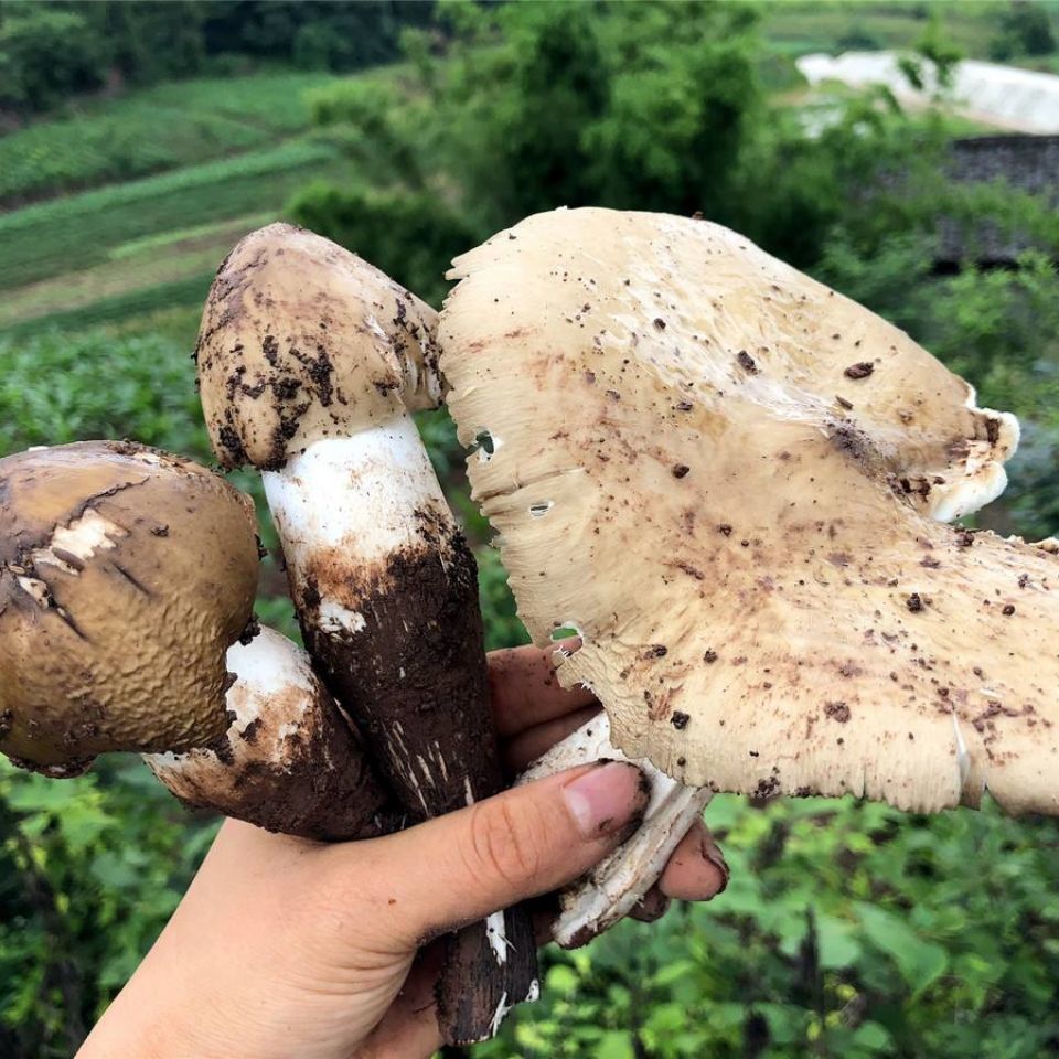 枞菌种子高产伞把菇三塔菌荔枝菌云南特产人工种植菌种包 1千克菌种