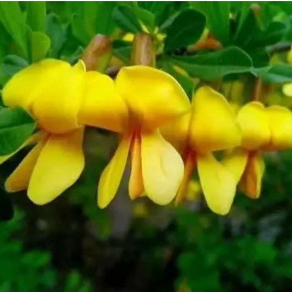 有仁堂贵州苗药野生阳雀花根去皮抽心粉质根中草药材土黄芪煲汤500g