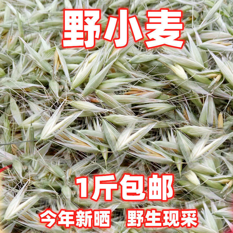 中药材野生野麦子500g新货现采野麦茶浮小麦雀麦野燕麦茶盗汗带壳野