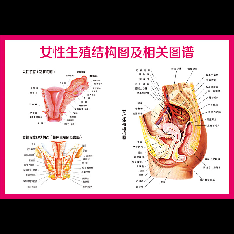 女性生殖器官图 人体医学生殖器官结构图解剖示意图女性生殖解刨图