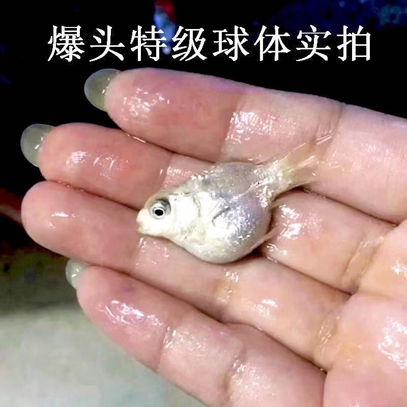 鲤鱼短身贵妃金鱼好养耐活淡水狮子头纯种赛级爆头球体蝴蝶鲤34cm1条