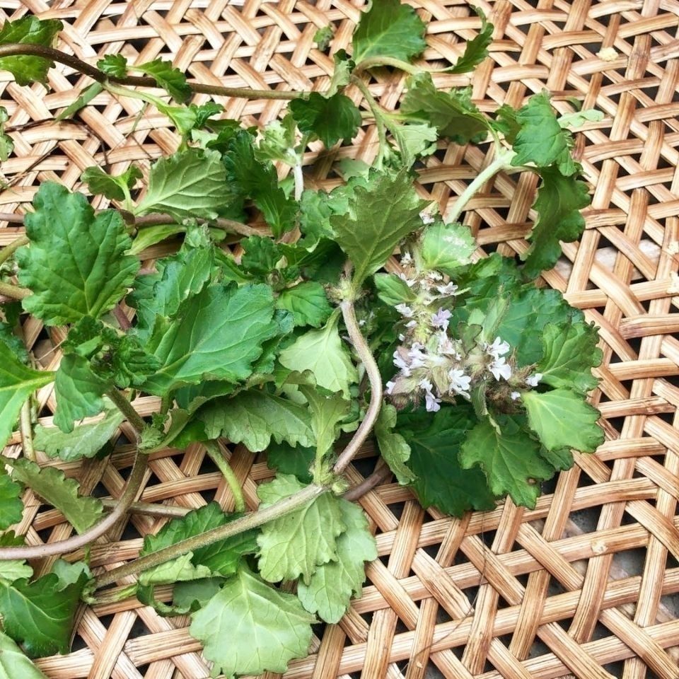 伟博新鲜野生青草药苦地胆筋骨草龙胆苦草风轮菜白毛夏枯草500g一斤