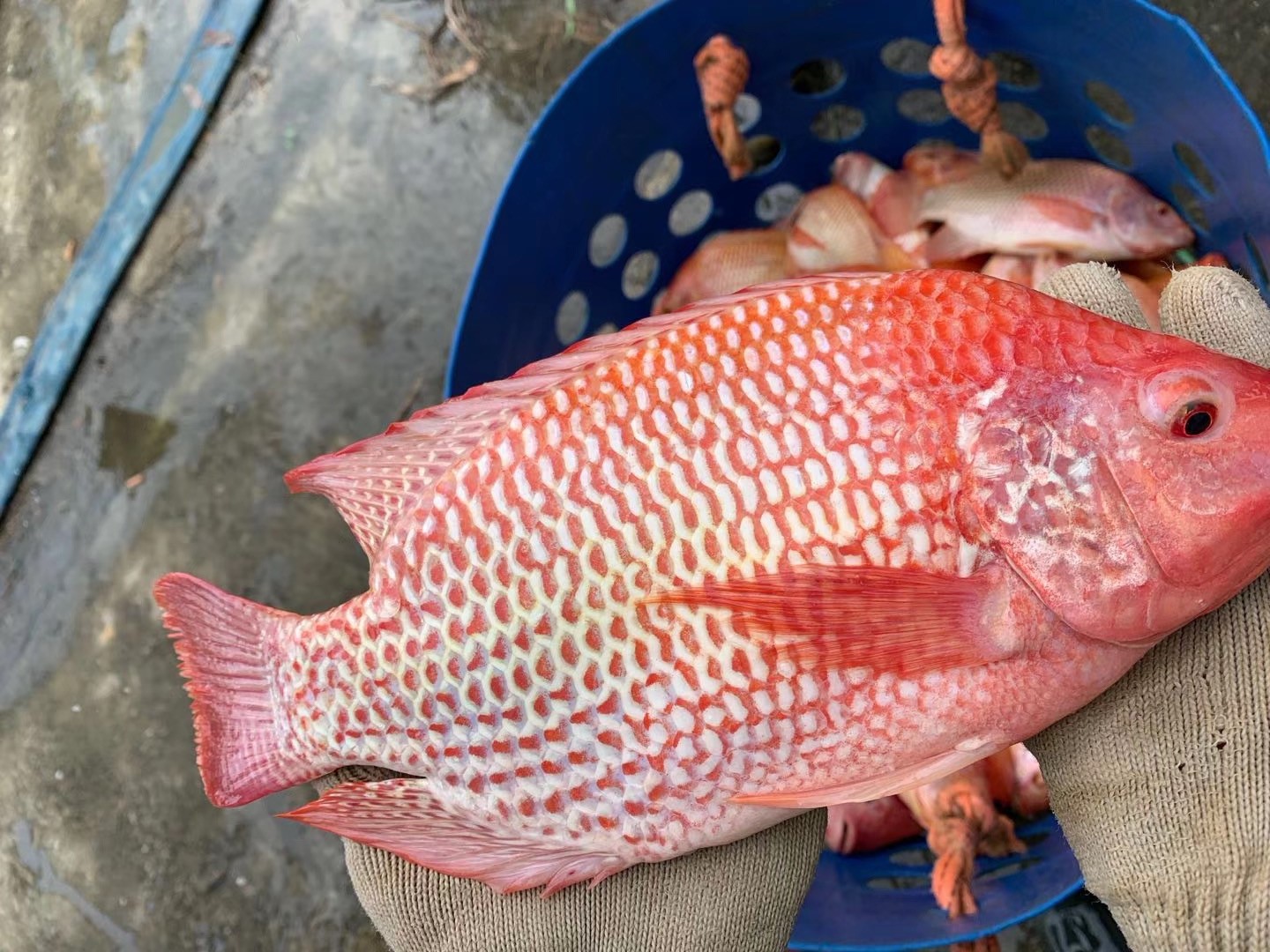 红罗非鱼苗 豹纹红 彩虹鲷鱼苗 星洲红鱼 淡水福寿鱼