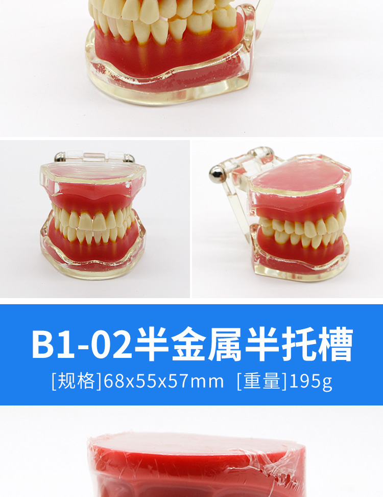 牙齿口腔模型牙科牙模型模具牙齿模型牙科教学模型可拆卸口腔假牙刷牙