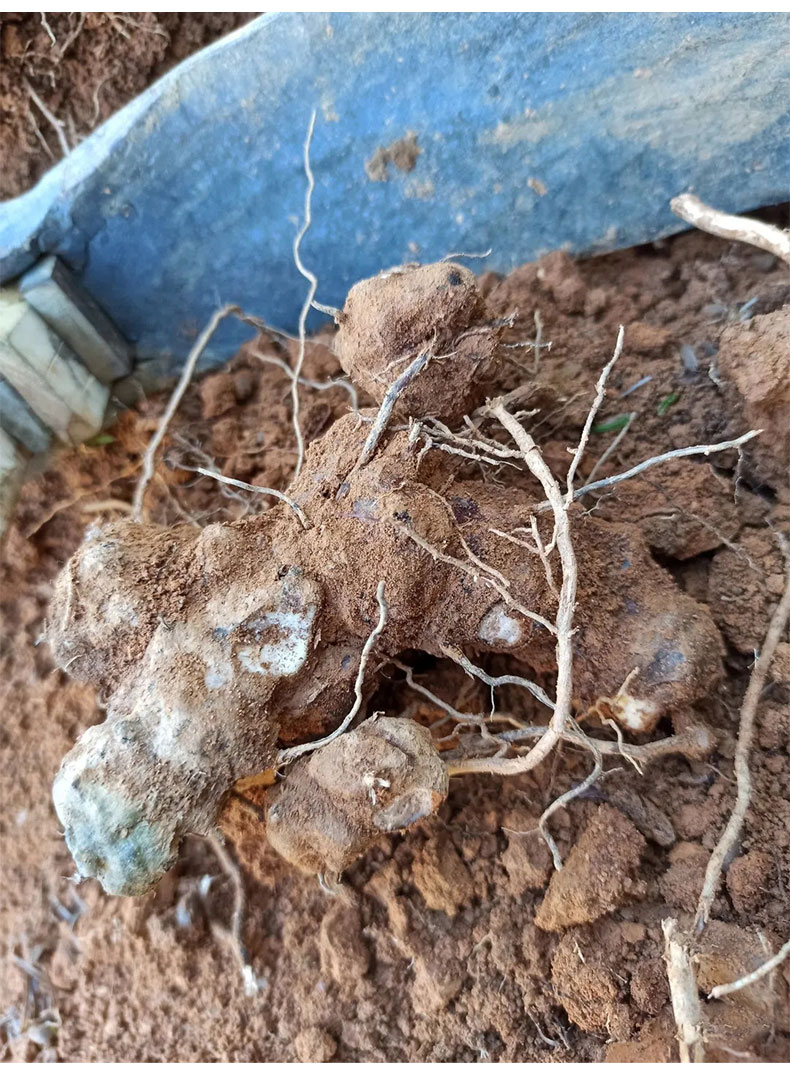 5折 广西土茯苓中材野生土茯苓片干货500克煲汤料五指毛桃土茯苓汤