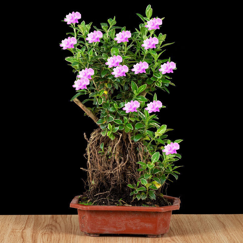 六月雪盆栽花卉开花粉红花室内客厅阳台桌面四季常青净化空气植物