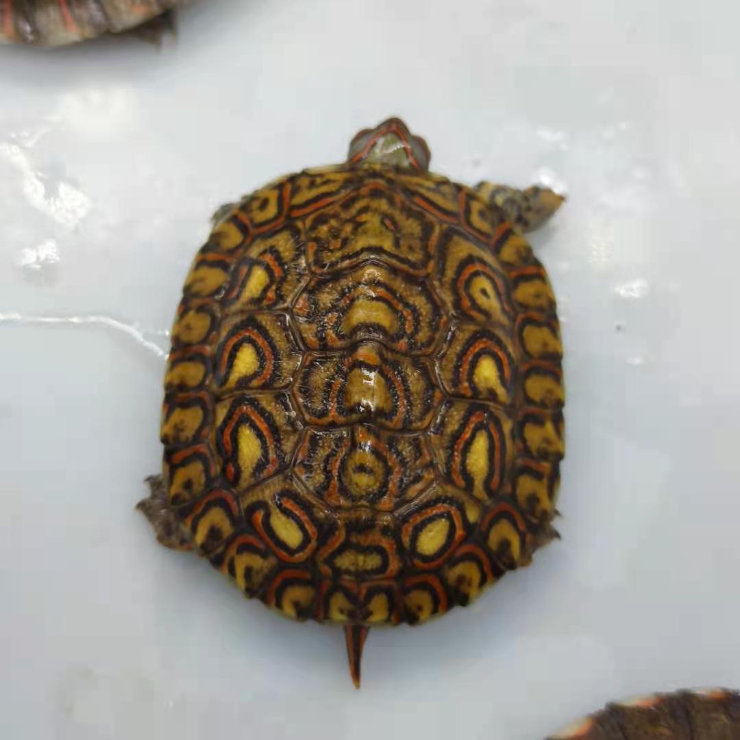 泽西的龟油彩木纹龟洪都拉斯陆养素食菜龟半水龟宠物龟乌龟 全品