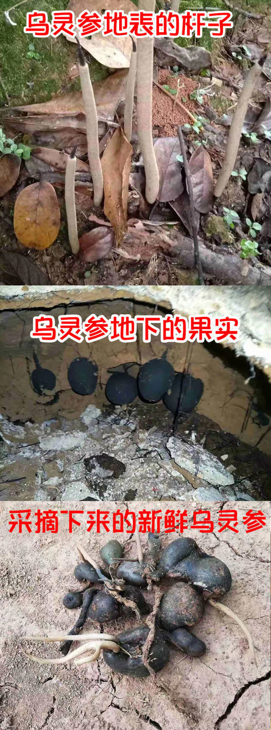 伟博云南野生乌灵参 鸡枞蛋 雷震子 鸡茯苓 吊金钟乌