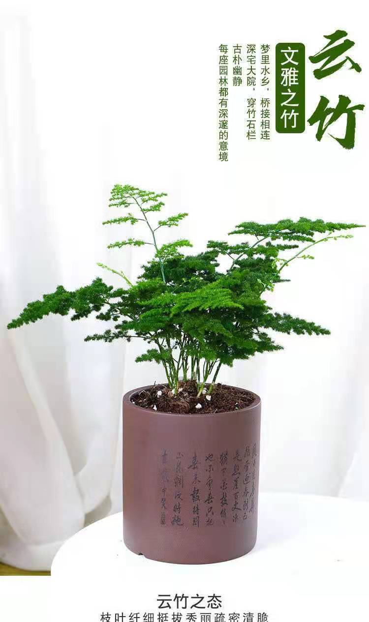 唐山正宗矮生云竹盆栽文竹驱蚊植物室内四季常青绿植花卉盆景桌摆