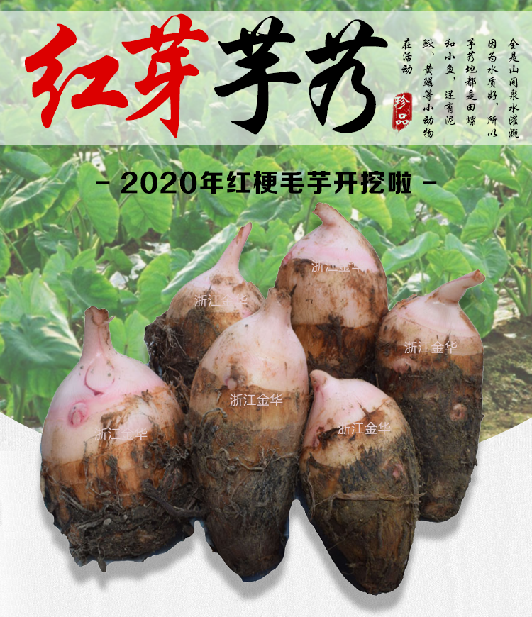 现挖新鲜红芽芋正宗香芋红头红梗毛芋头小香芋艿芋红嘴芋1/3/5斤 精选