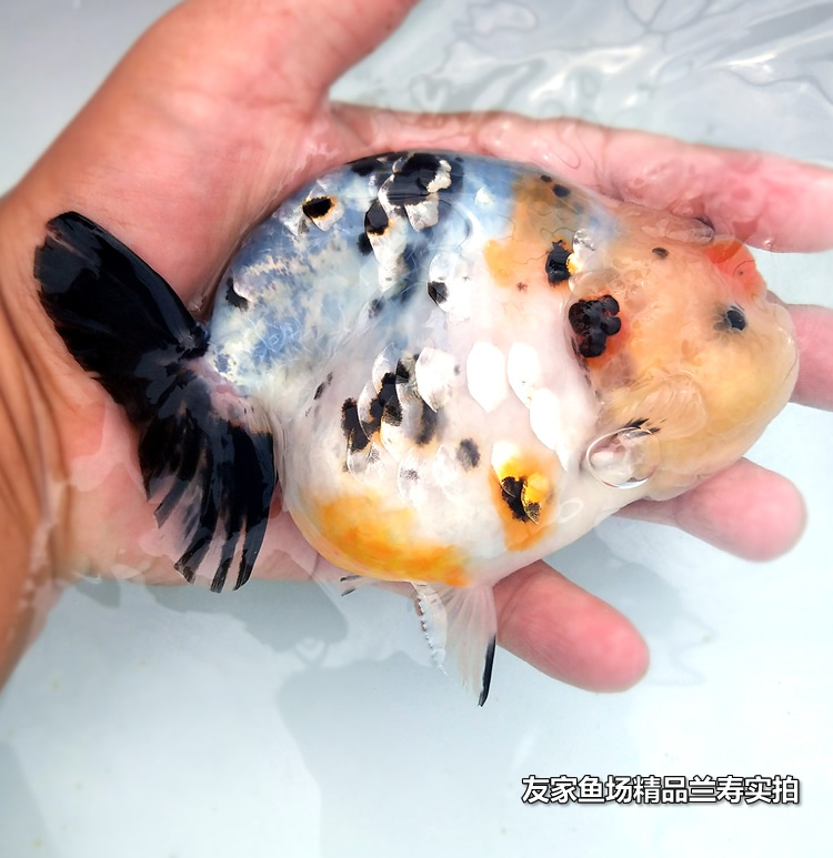 工匠头兰寿金鱼活鱼精品小尾重墨水墨玉兔奶牛三色黑赛级观赏鱼蓝瘦