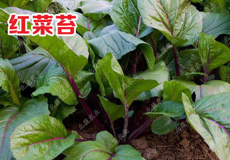 冠四季红菜苔种子菜心菜花芸菜苔紫菜苔蔬菜种子四季播阳台蔬菜种籽