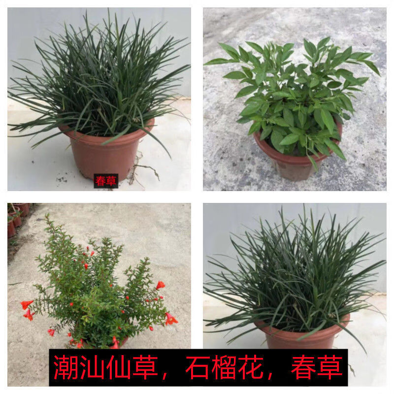 磐阙磐阙上新潮汕花石榴花仙草抹草小槐花阳台庭院盆栽带盆带土发货