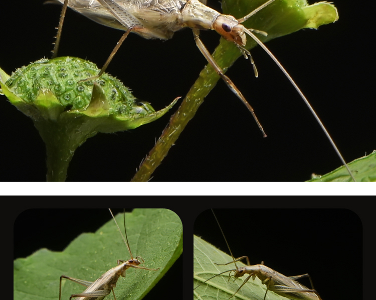 人工竹蛉活体鸣虫柬埔寨野生竹蛉盒有机竹蛉筒子虫具虫盒金钟盒罐精品