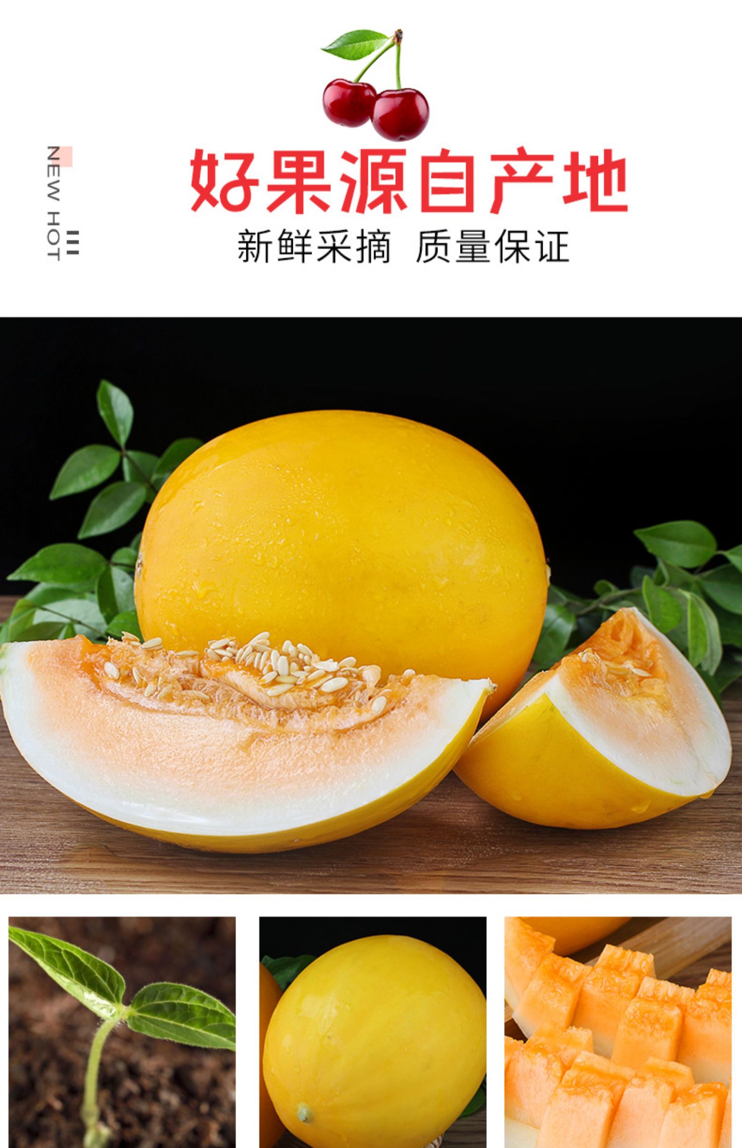 黄河蜜瓜民勤应季新鲜甜瓜黄金瓜网纹瓜现摘哈密瓜【5斤】精品瓜