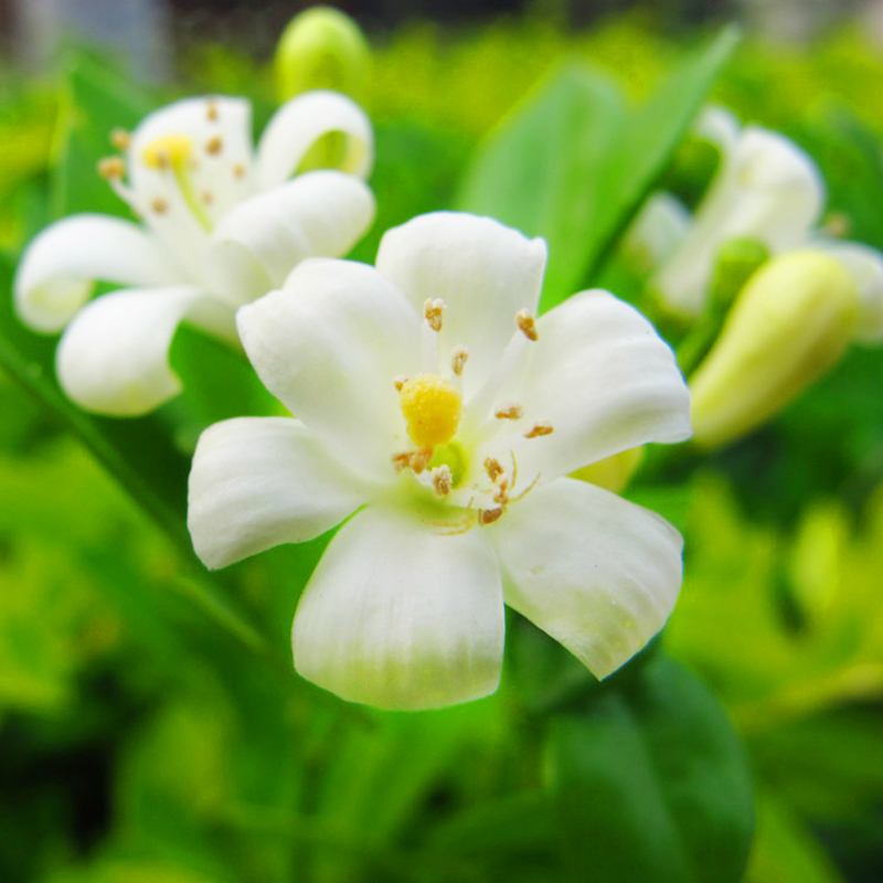 夜来香花树苗 夜来香树苗盆栽夜来香苗 好养净化空气植物花卉 3厘米