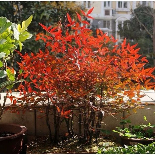 磐阙 上新南天竹庭院景观树冬季耐寒植物四季绿化带苗圃丛生兰天竹