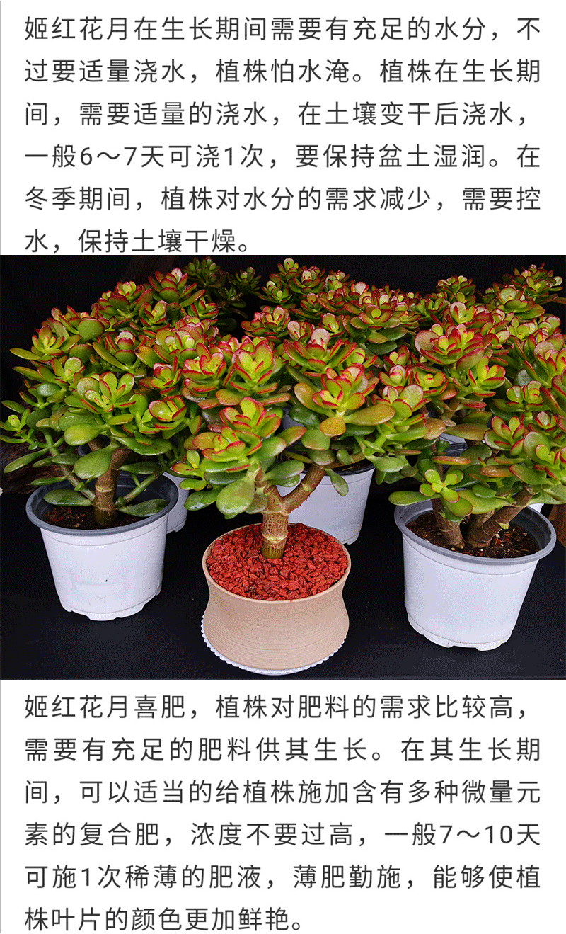 嘉瑰姬红花月老桩红叶玉树多肉植物盆景萌肉肉组合盆栽室内绿植