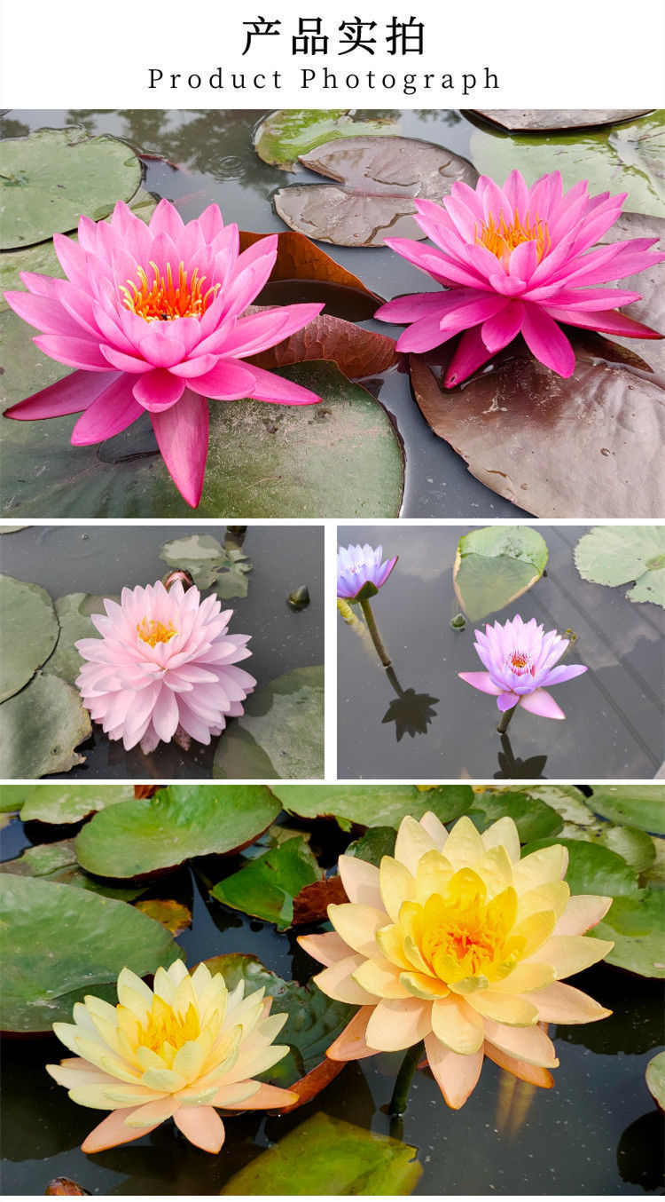 池塘睡莲花鱼缸睡莲根块带花苞四季盆栽水培植物庭院大小睡莲花苗