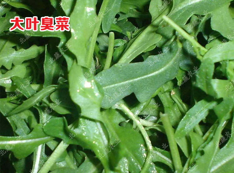 冠四季大叶臭菜种子口口香芝麻菜种籽大叶火箭生菜春季菜籽阳台菜园