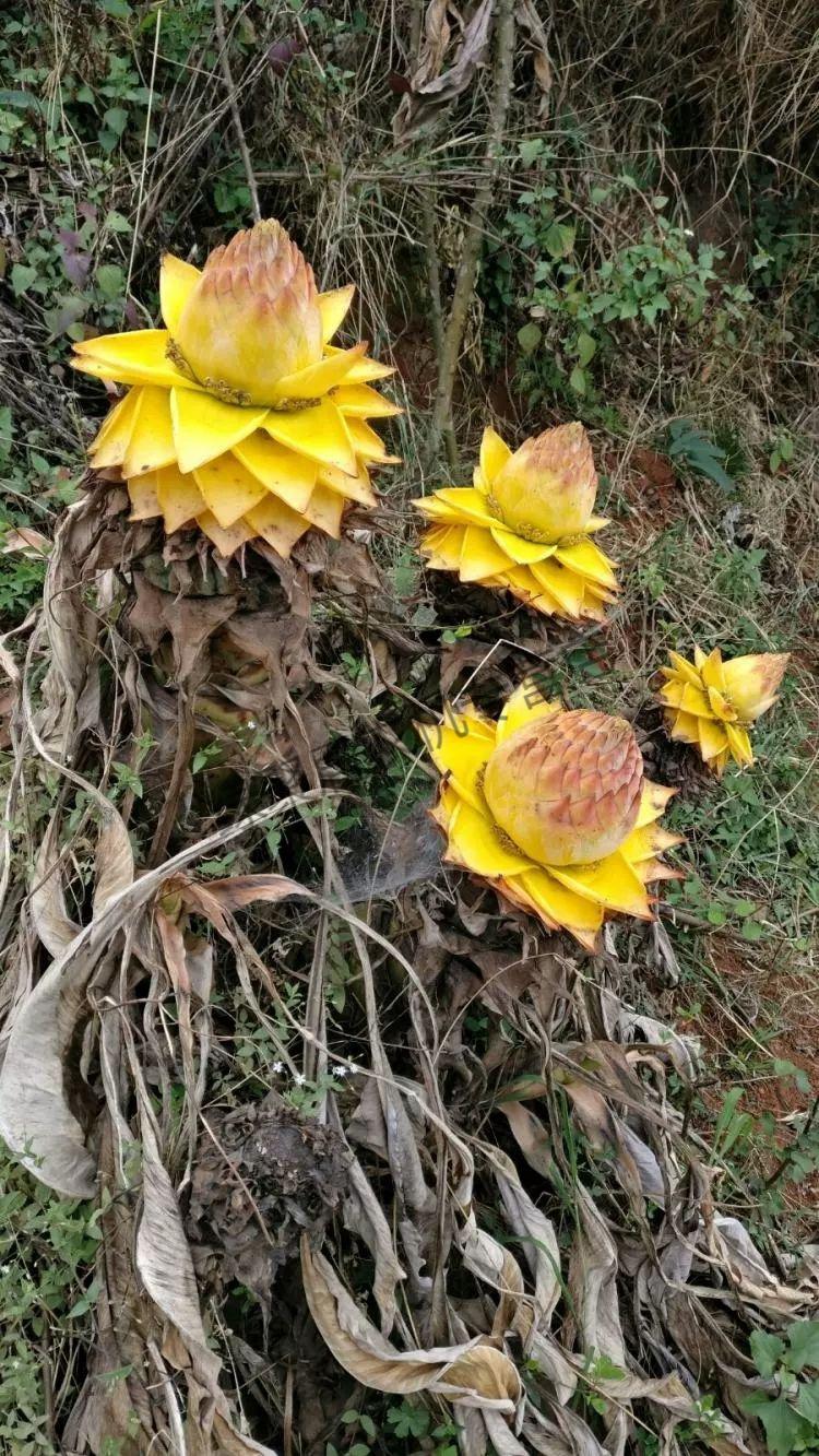 地涌金莲瓣莲花植株佛花养不死的花大型盆栽地莲花懒人兰花苗金莲小苗