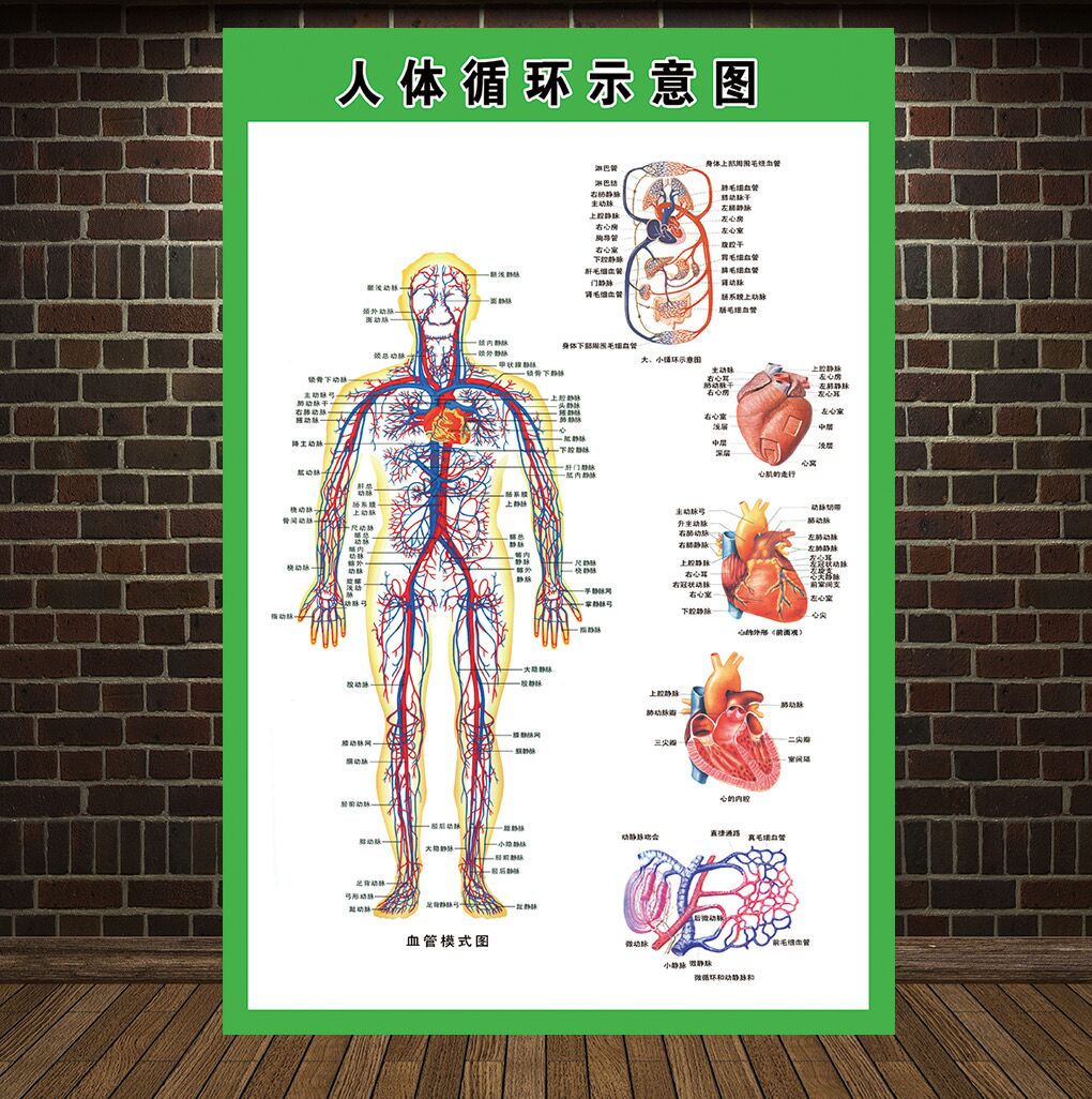 血液系统示意图人体骨骼挂图人体解剖海报肌肉骨骼神经血管医院分布