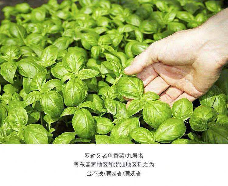 罗勒种子九层塔种食用香草籽金不换植物四季室外阳台盆栽农民老史罗勒