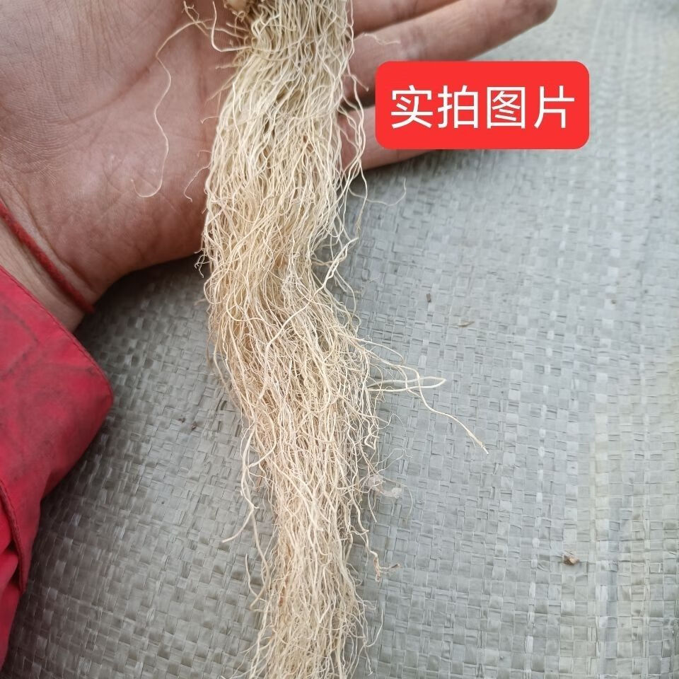 大葱根中药材葱根香葱根须干货葱胡子炕干水洗葱根100克体验装