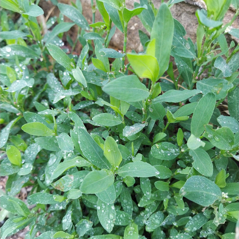 伟博扁蓄草篇蓄扁竹草地蓼猪牙草牛鞭草猪叶草新鲜批现挖干品整颗干扁