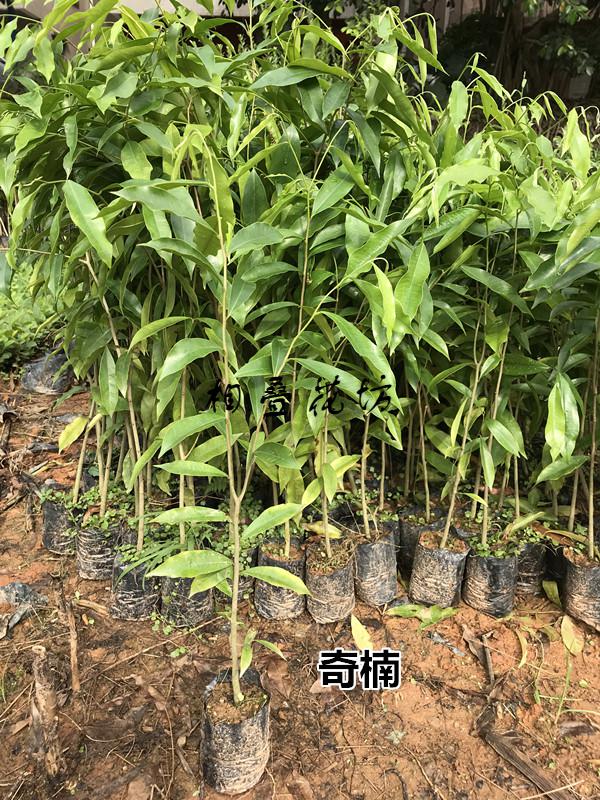 相叠花坊奇楠沉香树苗名贵苗木种子苗奇楠实生苗沉香小苗大杯苗 30-40