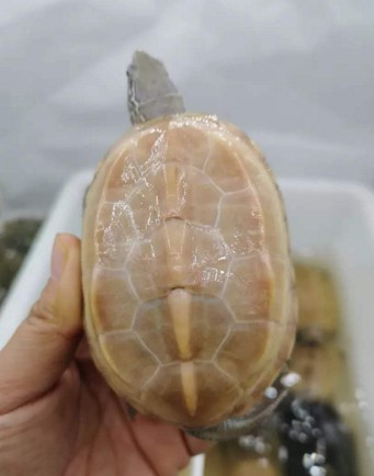 白玉龟白玉草龟中华草龟墨龟全黑小乌龟活物白化草龟乌龟活体顶墨龟