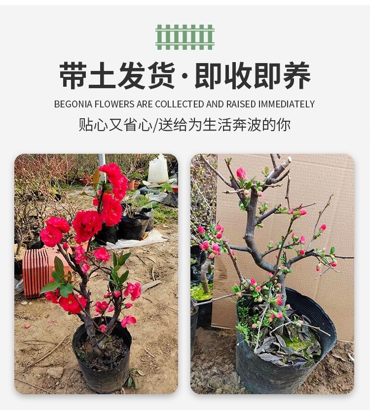 海棠花中华海棠长寿冠庭院苗木四季开花室内阳台绿植盆栽耐寒花卉