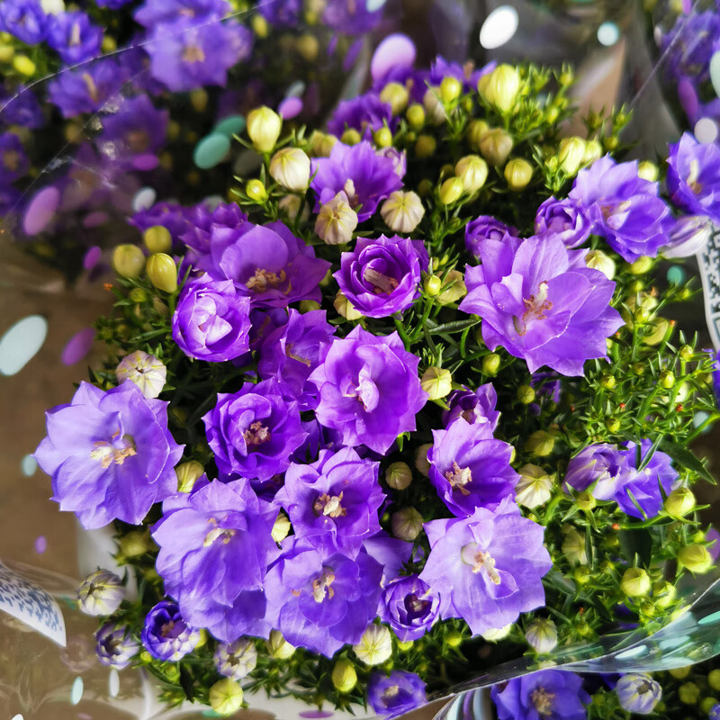 重瓣丹麦风铃梦露花盆栽带花苞蓝紫色风铃花四季开花室内阳台花卉梦露