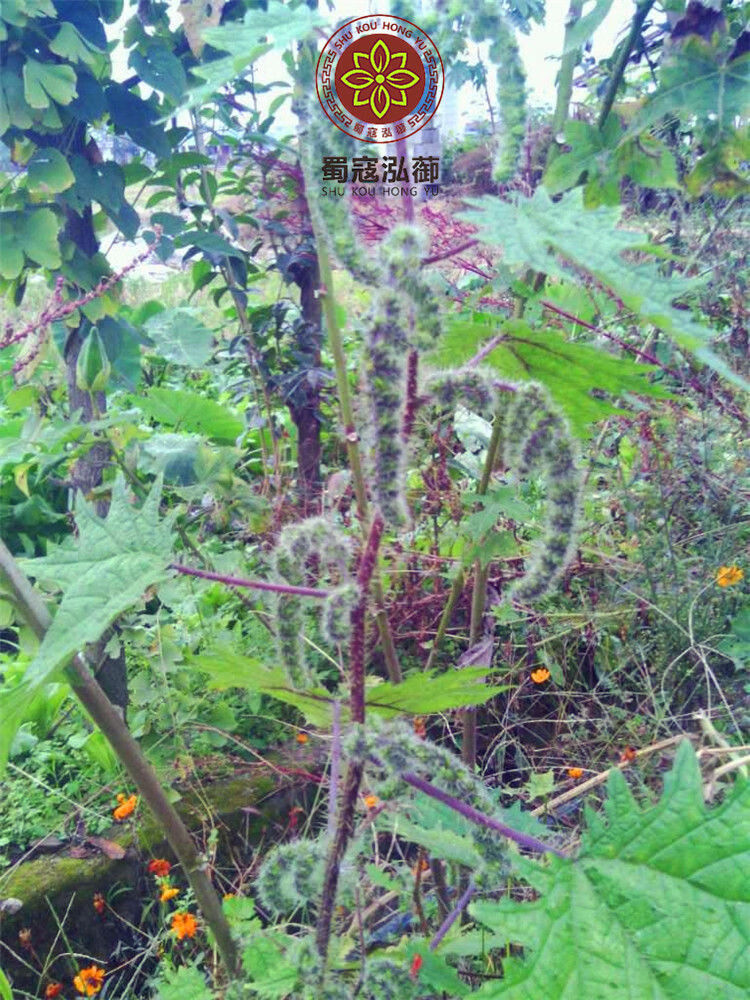 伟博红藿麻根 红豁麻根红禾麻草 红荨麻草根/红活麻根