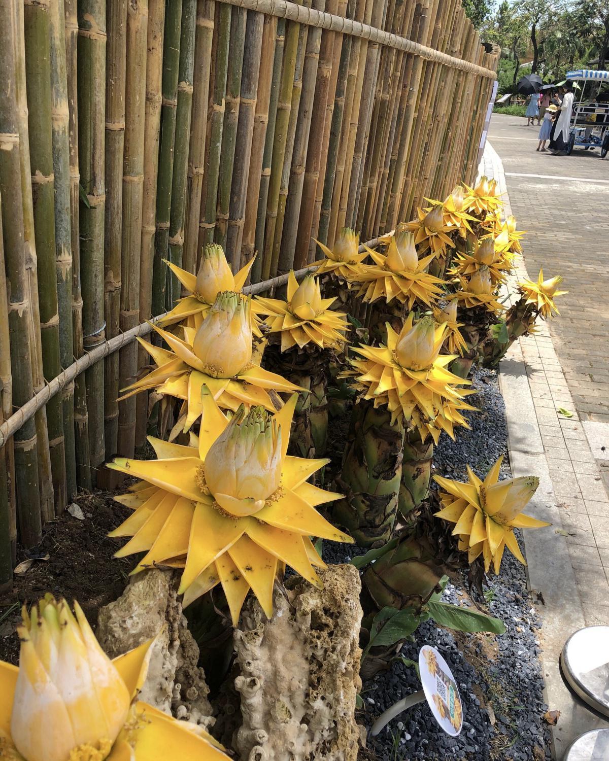 地涌金莲千瓣莲花芭蕉树佛花别墅庭院吉祥鲜花盆栽云南花卉绿植 带花