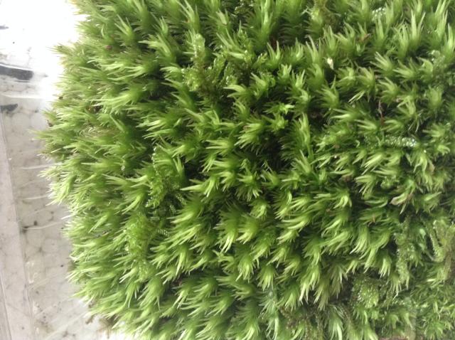 多瑙梦新鲜活青苔藓微景观水陆雨林缸假山小品作创意迷你植物防辐射