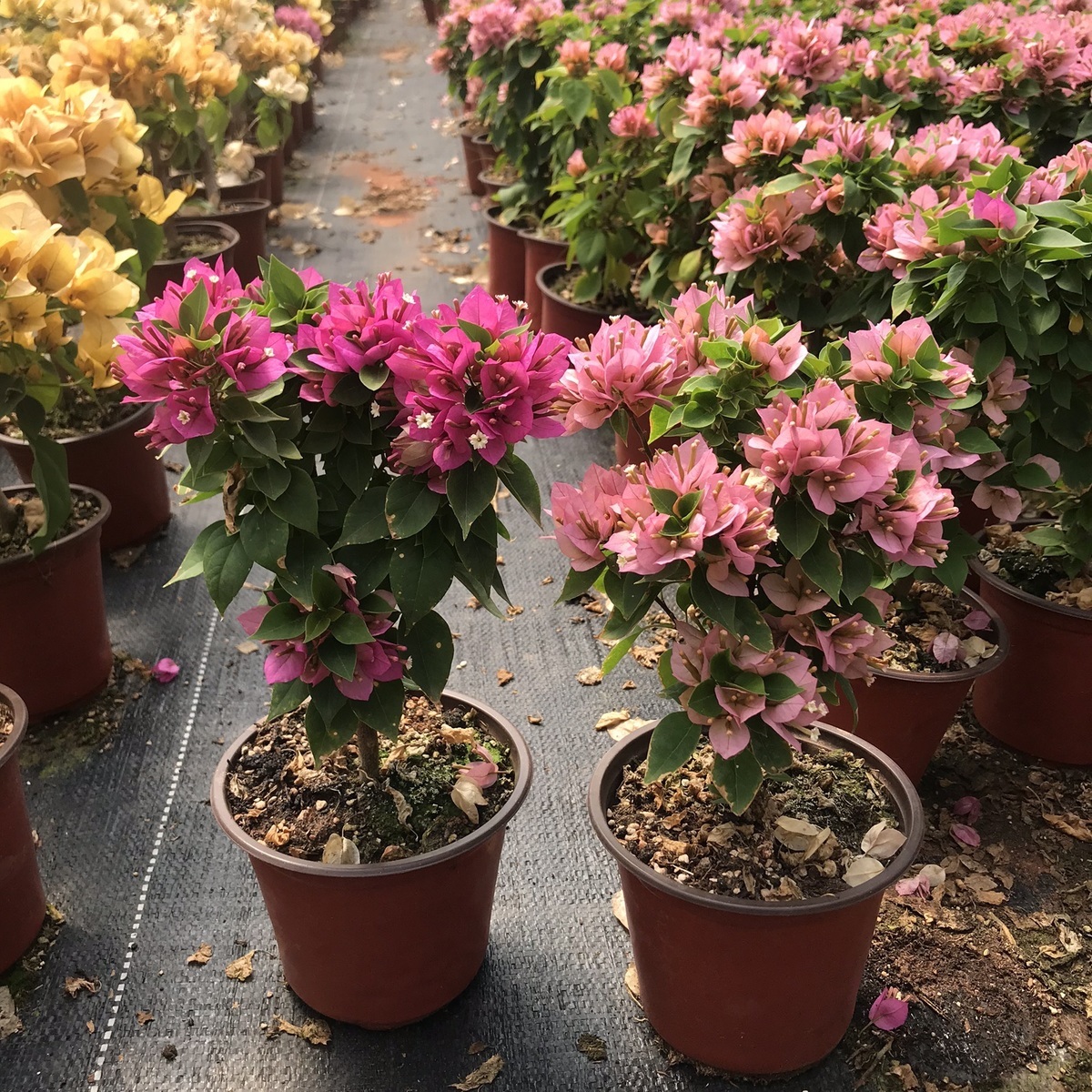 轻奢芊阙三角梅重瓣粉叶子花四季爬藤绿植盆栽原盆原土带花苞带软盆