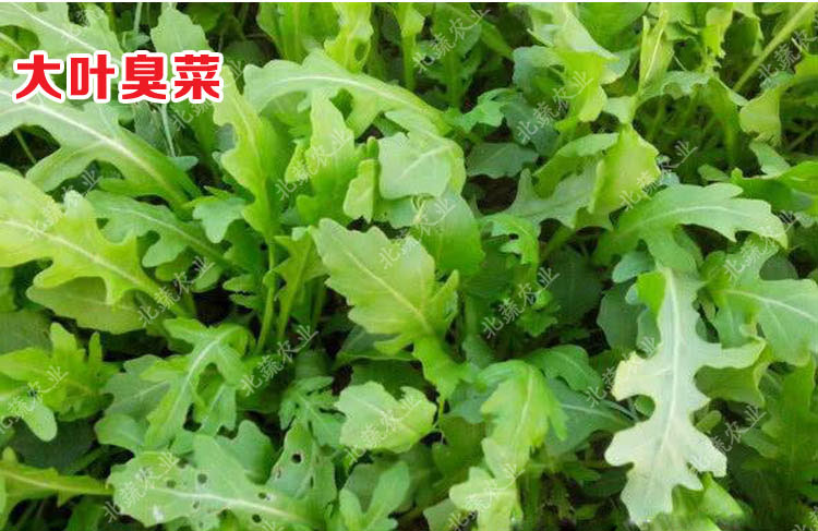 冠四季大叶臭菜种子口口香芝麻菜种籽大叶火箭生菜春季菜籽阳台菜园