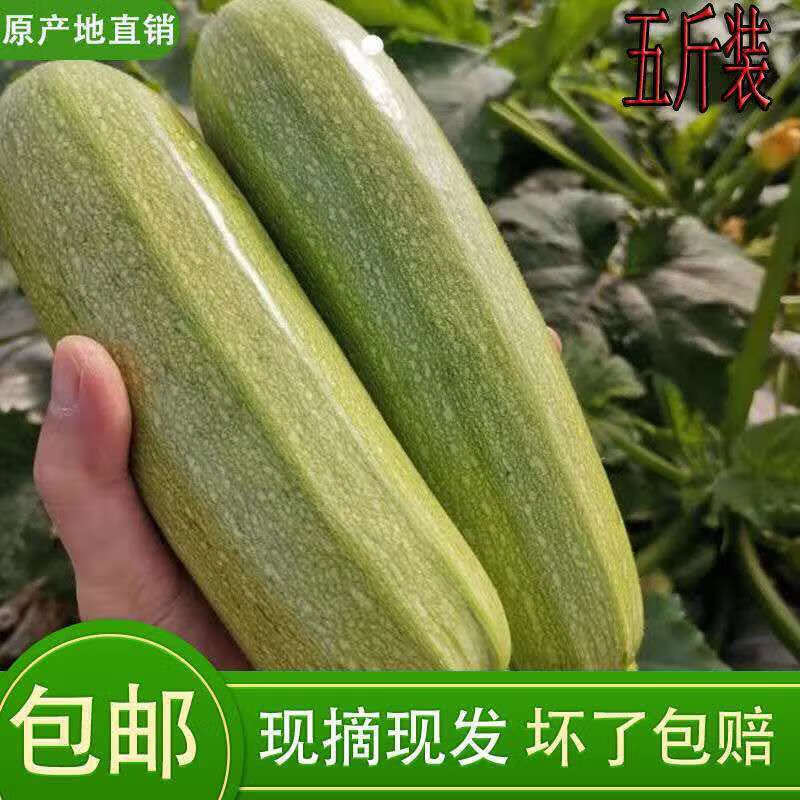 山东西葫芦新鲜蔬菜脆瓜新鲜现摘蔬菜5斤西葫芦