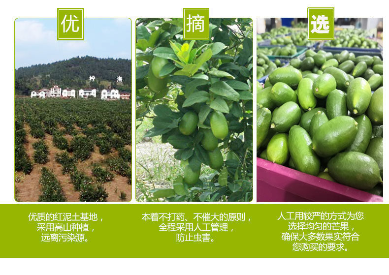 海南香水柠檬无籽柠檬台湾香水柠檬新鲜青柠檬水果1/3