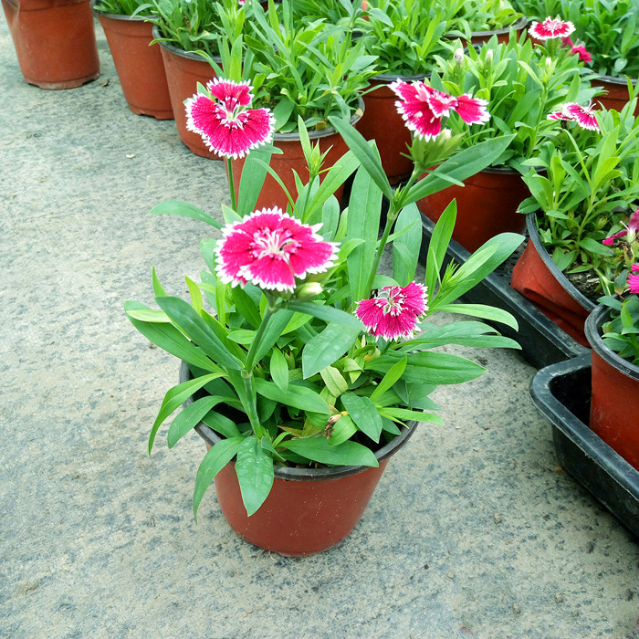 石竹苗康乃馨室外庭院花卉花味清香露天花园花卉开花植物花期长 白边