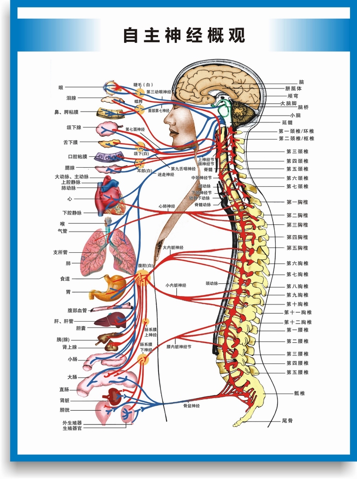 人体骨骼挂图 脊柱脊椎结构图相关疾病示意图脊椎按摩